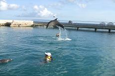 Delfintherapie