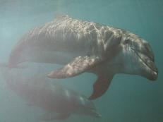 Delfintherapie